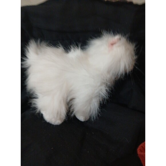 GANZ Webkinz Persian Cat HM110 Tags 9" Plush Stuffed Animal White Code Status ? - Picture 2 of 6